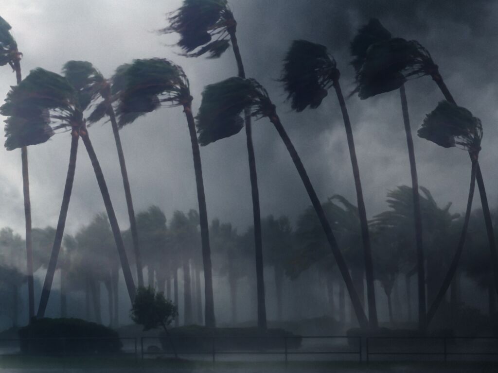 palm trees wind 2022 11 01 09 21 18 utc