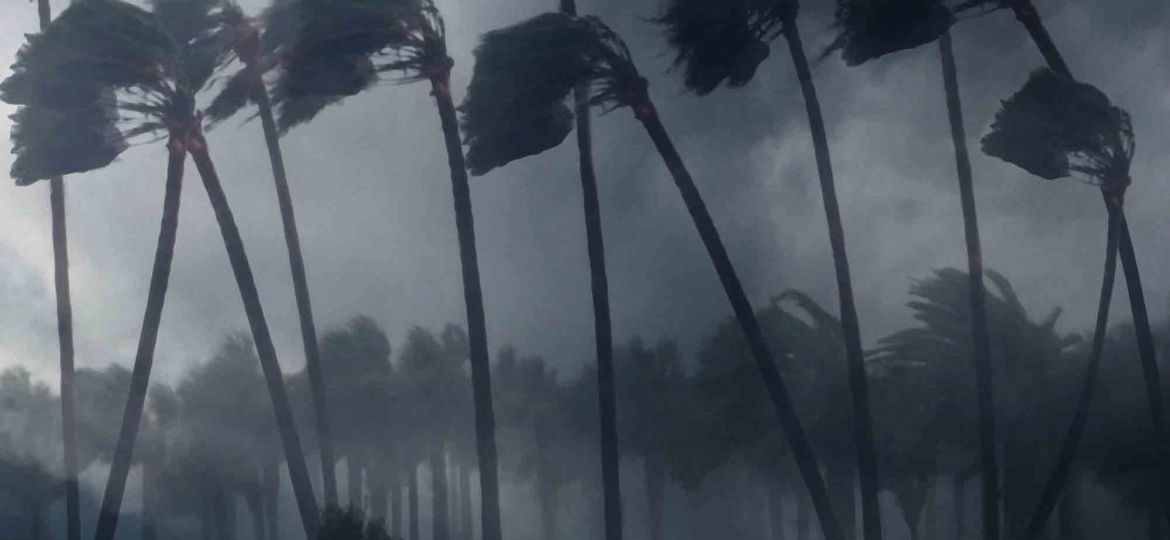 palm-trees-wind-2023-11-27-05-32-47-utc